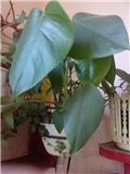 filodendron